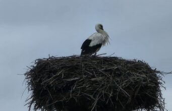 Do Príboviec sa už vrátil bocian. Rekordne skoro!