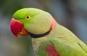 Alexander veľký – základná charakteristika Alexander velky Alexandrine parakeet (Psittacula eupatria)