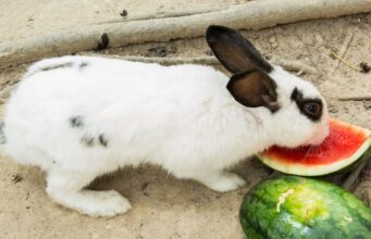Ovocie v jedálničku králikov – áno alebo nie? Kralik zeruci melon