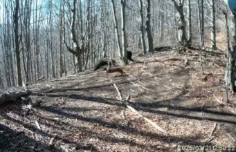 VIDEO: Muž pri Belej sa medvedici ubránil sekerou, zaťal jej do hlavy. Zachytila to fotopasca