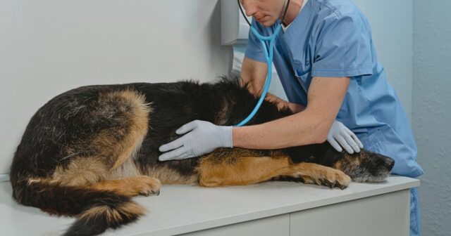 Veterinar vysetrujuci psa