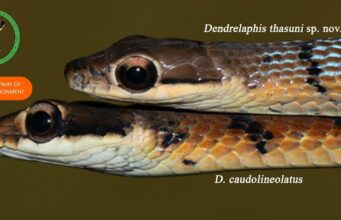 Na Srí Lanke bol objavený nový endemický druh stromového hada (Dendrelaphis), ktorý je príbuzný druhu D. caudolineolatus.