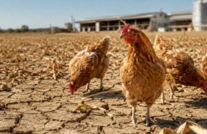 Extrémne horúčavy drvia farmárov: Hydina kolabuje, polia vysychajú hydina kolabuje sucho farmári