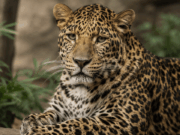 Smutná správa zo Zoo Bojnice. Vo veku 19 rokov uhynul leopard perzský Hassan leopard zo bojnice