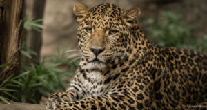 Smutná správa zo Zoo Bojnice. Vo veku 19 rokov uhynul leopard perzský Hassan leopard zo bojnice