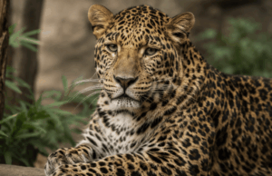 Smutná správa zo Zoo Bojnice. Vo veku 19 rokov uhynul leopard perzský Hassan leopard zo bojnice