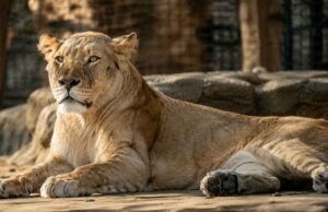 Extrémne horúčavy si vyžiadali životy troch levíc v ZOO levica v zoo japonsko tokio