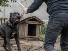 Dva roky nechával psa hladovať. Súd poslal muža za mreže muz tyral psa cane corso