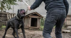 Dva roky nechával psa hladovať. Súd poslal muža za mreže muz tyral psa cane corso