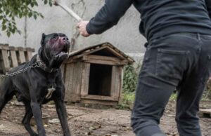 Dva roky nechával psa hladovať. Súd poslal muža za mreže muz tyral psa cane corso
