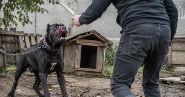 muz tyral psa cane corso