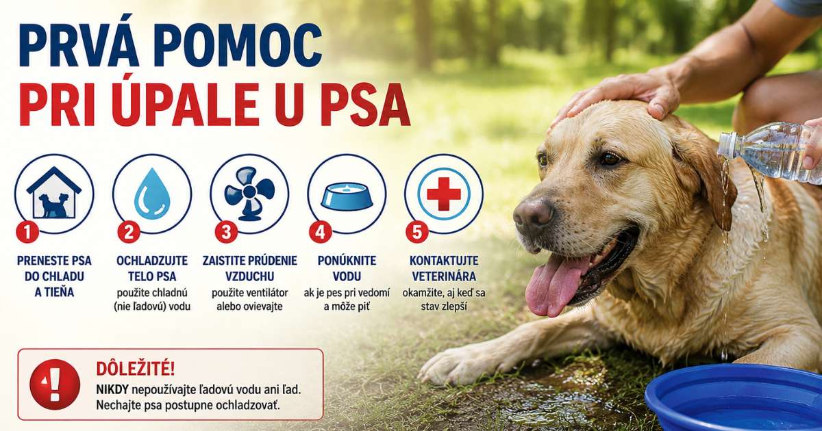 prvá pomoc pri úpale psa