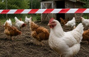 Na Kysuciach veterinári potvrdili pseudomor hydiny pseudomor hydiny kysuce