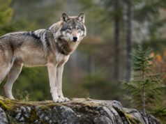 Na Slovensku povolili odlov 68 vlkov vlk v prírode
