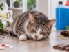 Príznaky otravy u mačiek. Kedy treba vyhľadať veterinára? príznaky otravy u mačiek
